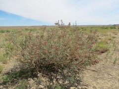 Halimodendron halodendron