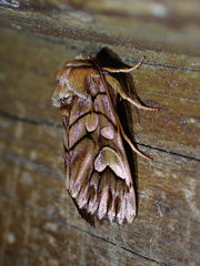 Panolis variegatoides