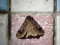 Batracharta divisa