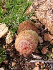 Echinocereus