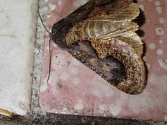 Batracharta divisa