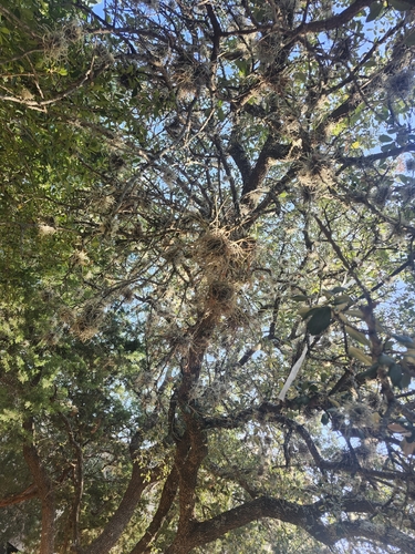 ballmoss