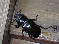 Lucanus