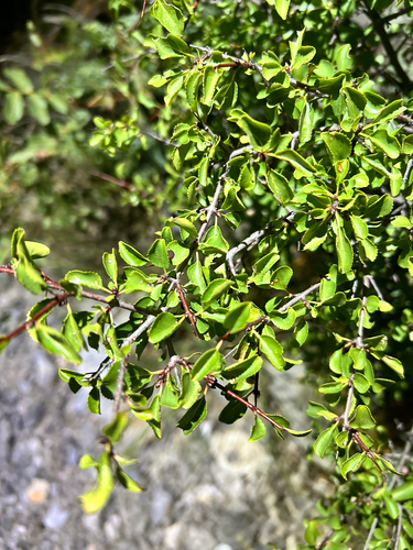 Rhamnus × intermedia