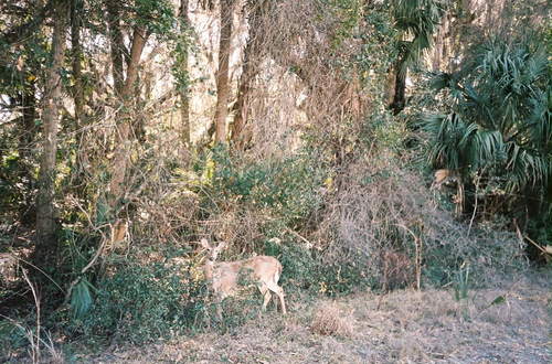 White-tailed Deer