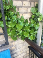 Hedera helix