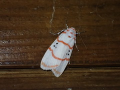 Cyana subalba