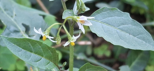 eastern black nightshade