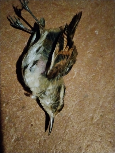 Wren-like Rushbird