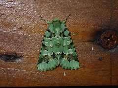 Diphtherocome pulchra