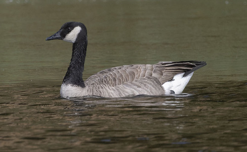 Canada Goose