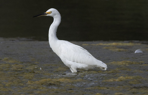 Snowy Egret