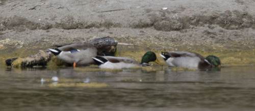 Mallard