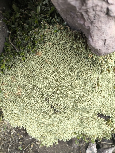 Pycnophyllum molle observed 2026-09-12