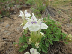 Scutellaria supina