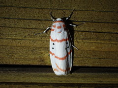 Cyana subalba