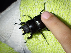 Lucanus