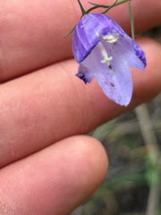 Campanula alaskana