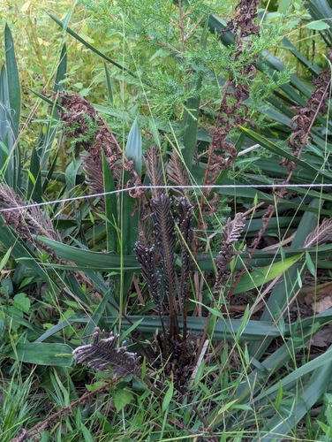 ostrich fern