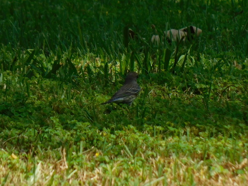 Yellow-rumped Warbler