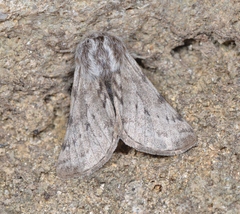 Lycia florentina