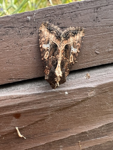 Kidney-spotted Rustic Moth