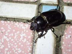 Lucanus