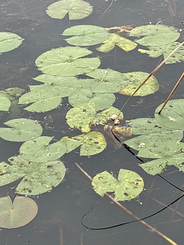 American white waterlily
