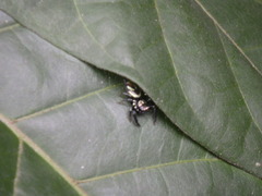 Thiania bhamoensis