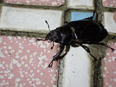 Lucanus