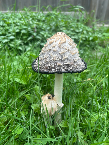 Shaggy Mane
