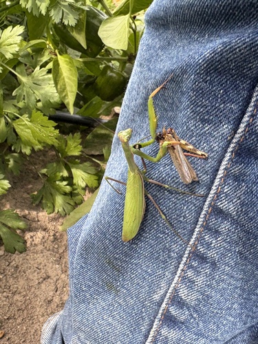European Mantis