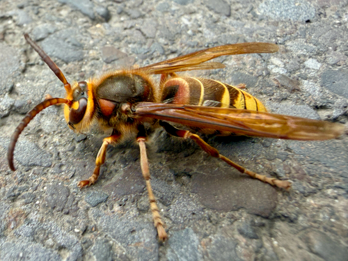 European Hornet