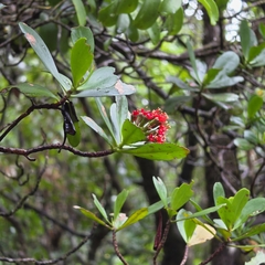 Lumnitzera littorea