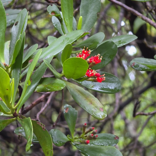 Lumnitzera littorea, photograph 1
