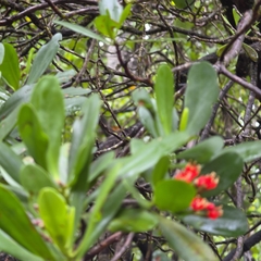 Lumnitzera littorea, photograph (c) Martin Rady, some rights reserved (CC BY)