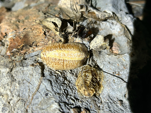 European Mantis