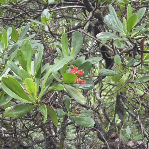 Lumnitzera littorea, photograph 3