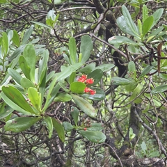 Lumnitzera littorea, photograph (c) Martin Rady, some rights reserved (CC BY)