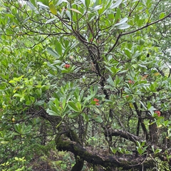 Lumnitzera littorea, photograph (c) Martin Rady, some rights reserved (CC BY)