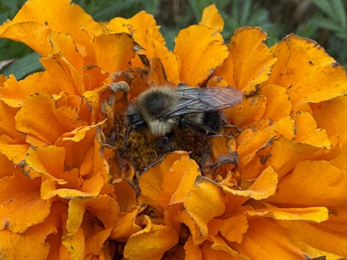 Common Eastern Bumble Bee