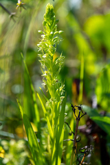 (c) Brandon Johnson, some rights reserved (CC BY) Habenaria repens, photograph (c) Brandon Johnson, some rights reserved (CC BY)