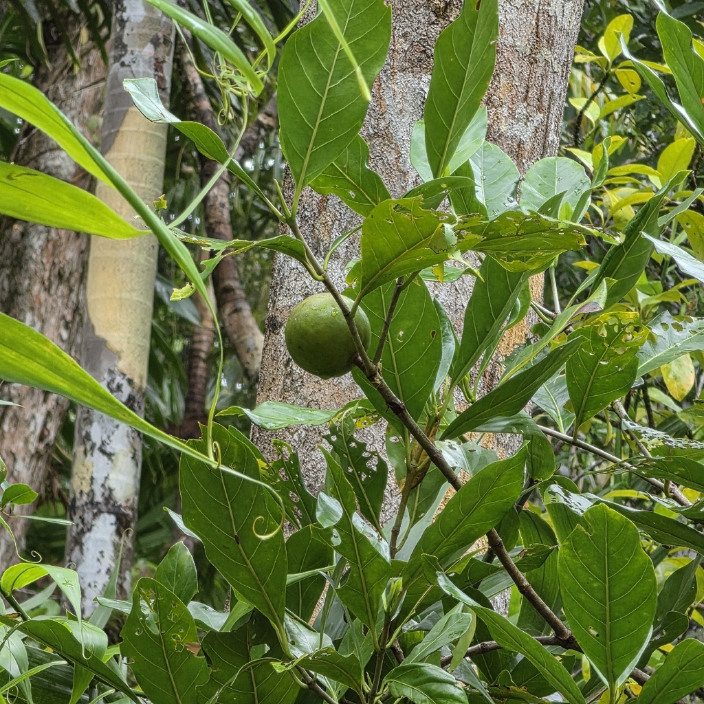 Atractocarpus fitzalanii; photograph (c) Martin Rady, some rights reserved (CC BY)