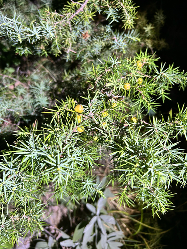 eastern prickly juniper
