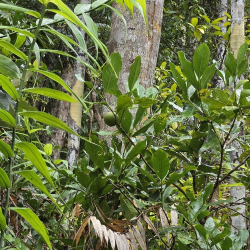 Atractocarpus fitzalanii, photograph 1