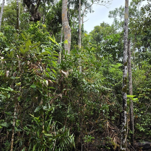 Atractocarpus fitzalanii, photograph 2