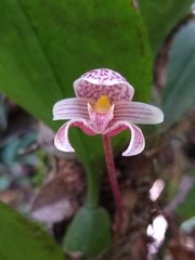 Bulbophyllum microglossum