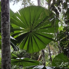 Licuala ramsayi