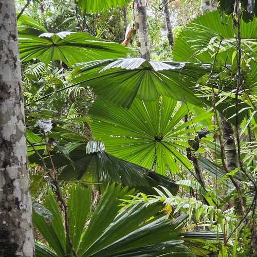 Licuala ramsayi, photograph 1