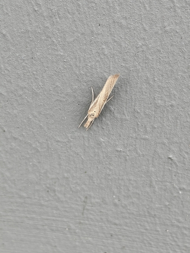 Common Grass-veneer